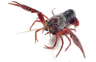 長見識了 養(yǎng)蝦還有那么多品種可以選擇