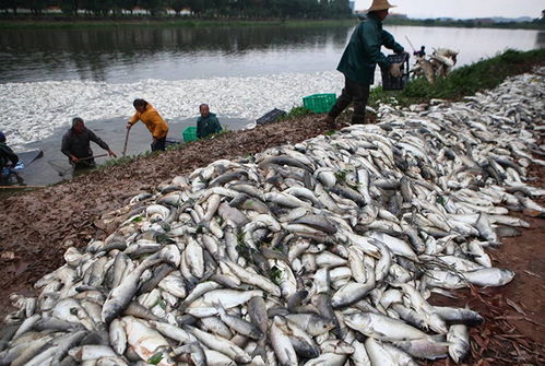 水產養殖風險大,這些保險,能讓你把養殖風險降最低