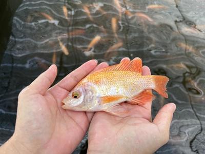 百千萬"特"有勁 | 游上冬奧餐桌的這條魚,不簡單!