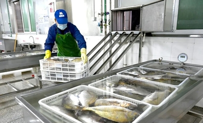 寧德蕉城水產業:滿產趕訂單,出海拓市場