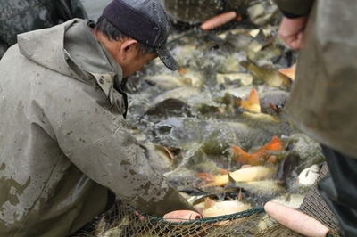大湖股份聯手&ldquo;魚院士&rdquo;助力湖南水產千億產業目標