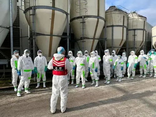 120萬只禽類被撲殺 日本暴發(fā)高致病性禽流感