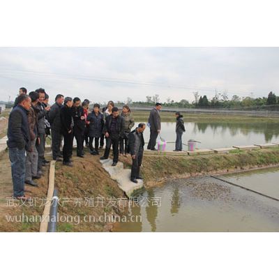 專家來(lái)武漢蝦龍水產(chǎn)養(yǎng)殖開(kāi)發(fā)開(kāi)展龍蝦養(yǎng)殖技術(shù)研發(fā)工作】?jī)r(jià)格_ .