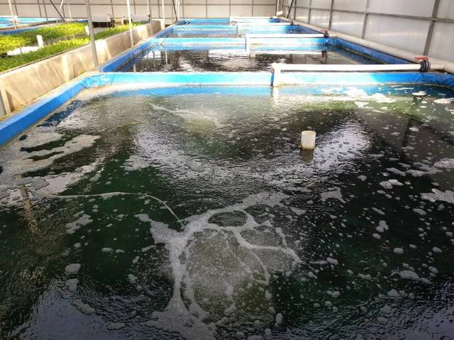 捍衛(wèi)食材安全 京城老漁(北京)農(nóng)業(yè)科技園區(qū) 獲評(píng)水產(chǎn)健康養(yǎng)殖示范場(chǎng)