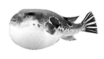 河豚讓人吃得還放心嗎