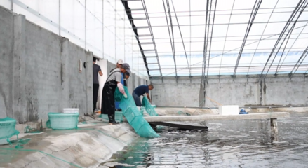 對蝦畝均產(chǎn)量提升60倍,三門這個養(yǎng)殖基地靠什么?