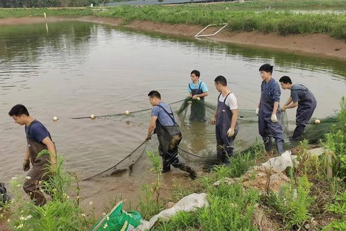 課程開到生產線,校企攜手共育現代養殖技術人才