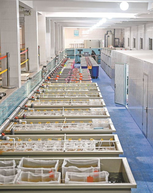 做強水產(chǎn)種業(yè)廈門芯 推動漁業(yè)高質(zhì)量發(fā)展