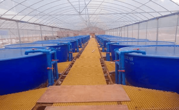 細心研發了專屬的循環水生態養殖設備,開發出水產生態循環圈.