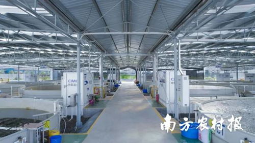 產(chǎn)量提升15倍 中集漁業(yè)一水產(chǎn)養(yǎng)殖案例獲評(píng) 美麗鄉(xiāng)村綠色發(fā)展先鋒行動(dòng) 優(yōu)秀案例