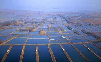 鹽堿地漁業(yè) 鹽堿地 變廢為寶 ,鹽堿地水產(chǎn)養(yǎng)殖技術(shù)寶典