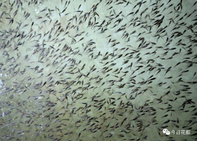 【兩會(huì)傳真】區(qū)政協(xié)委員張翾:深耕水產(chǎn)育種領(lǐng)域 助力花都打造現(xiàn)代漁業(yè)發(fā)展新高地