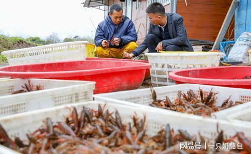 養(yǎng)殖蝦靠抗生素?fù)未?這三個(gè)真相越早知道越好