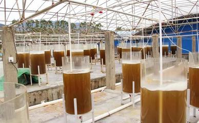 泰利能源--微藻產(chǎn)業(yè)前景廣闊,鹽堿地可種植