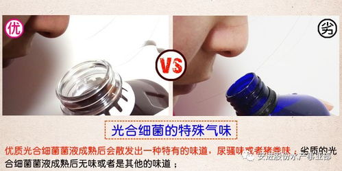 光合細(xì)菌在水產(chǎn)養(yǎng)殖上的應(yīng)用小結(jié)