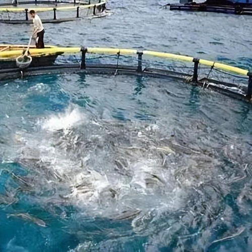 晶合物聯(lián) 智慧水產(chǎn)養(yǎng)殖技術(shù)驅(qū)動(dòng)產(chǎn)業(yè)升級(jí)，融合農(nóng)家樂(lè)休閑觀光服務(wù)