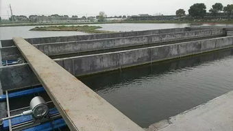 池塘養(yǎng)出會(huì)跑步的魚 新技術(shù)助農(nóng)增收與環(huán)境共贏