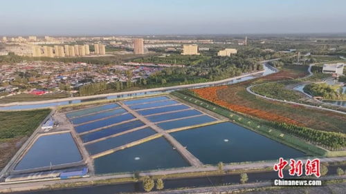 沙漠奇跡 新疆小城荒原變蝦塘，澳龍養殖與休閑觀光并進