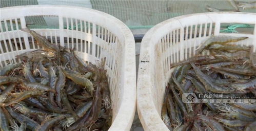 你笑起來真好看丨凝聚廣西人力量 奪取脫貧攻堅戰(zhàn)全面勝利 農家樂休閑觀光服務