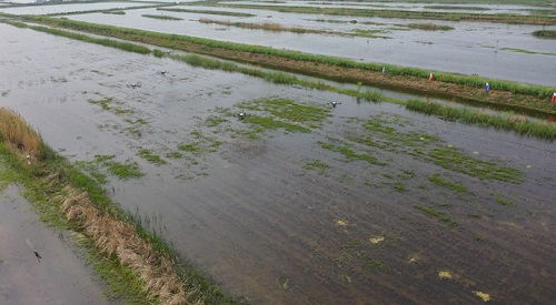 科技賦能，泗洪水產(chǎn)養(yǎng)殖迎發(fā)展新機遇